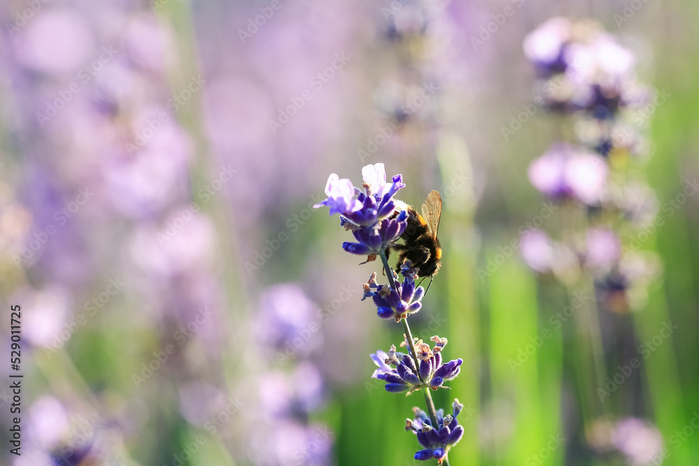 Blooming plant Lavender with honeybee Blooming plant Lavender with honeybee