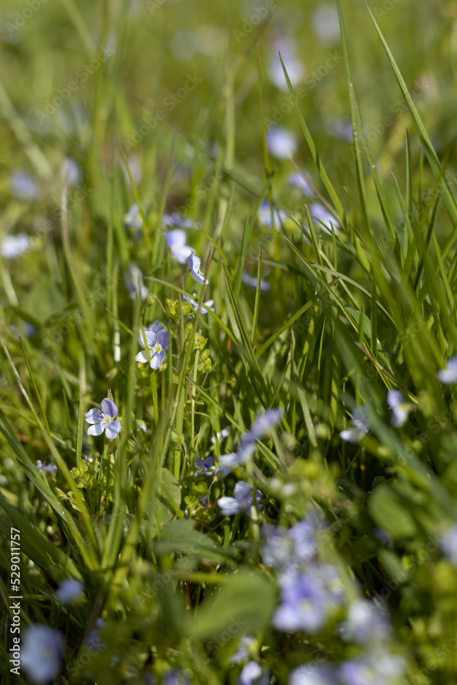 tender blossoms tender blossoms