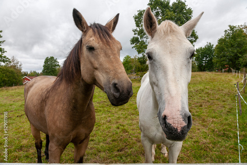 Fototapeta Naklejka Na Ścianę i Meble -  Portraits zweier Pferde