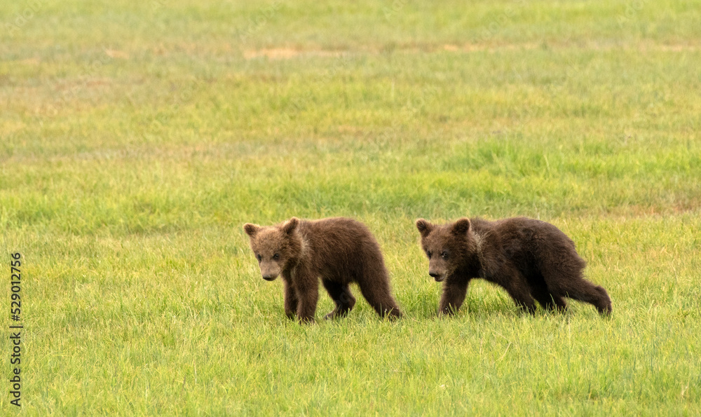 Bear Cubs Walking In Lake Clark National Park Bear Cubs Walking In Lake Clark National Park