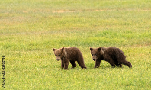Bear Cubs Walking In Lake Clark National Park © Richard