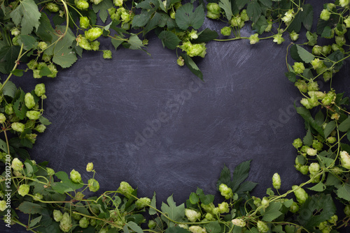 Frame of green hops on rustic blue cement background. Copy space.