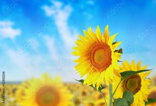 Sunflower yellow flower on a sunflower field background