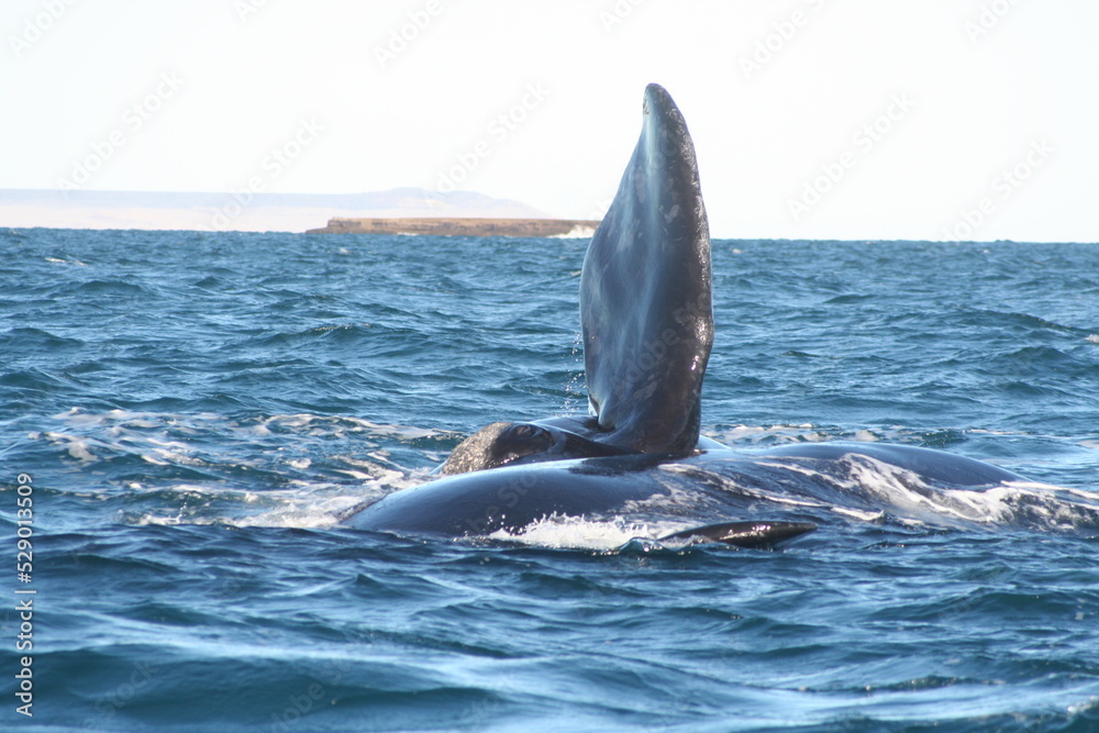Fototapeta premium Ballena Franca
