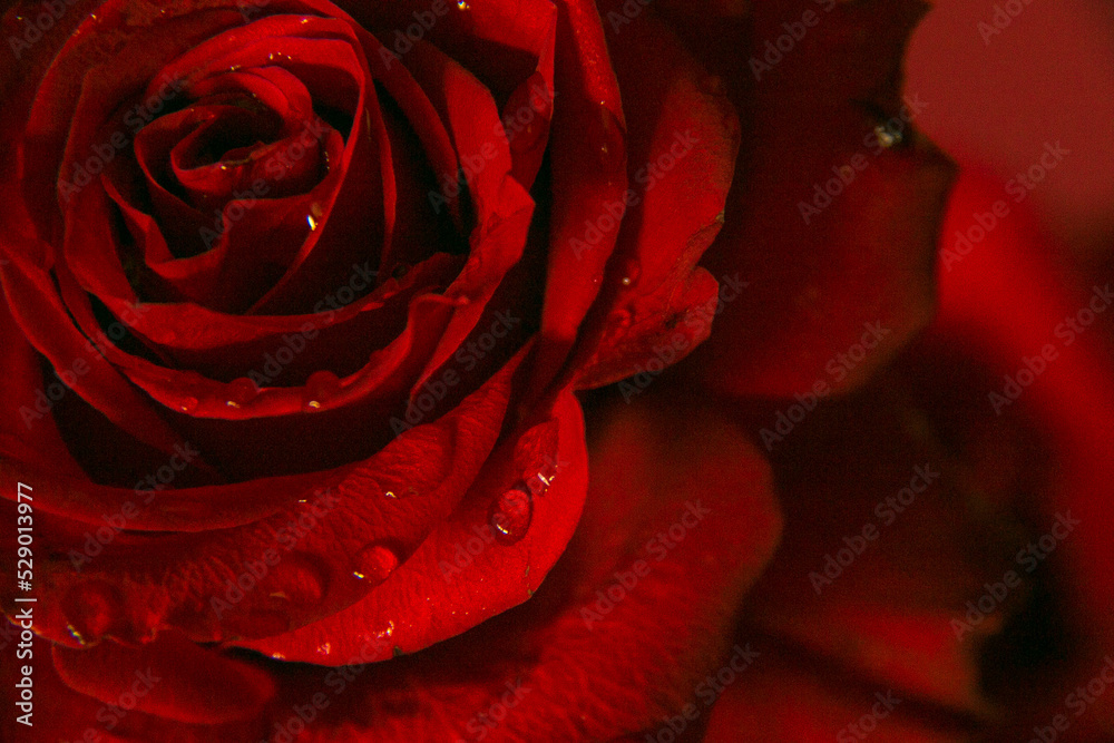 Naklejka premium flores cerezas 