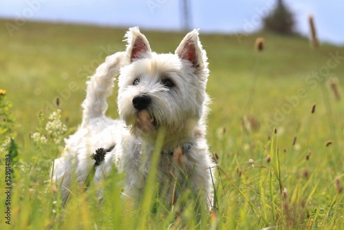 Quadro su tela Westie