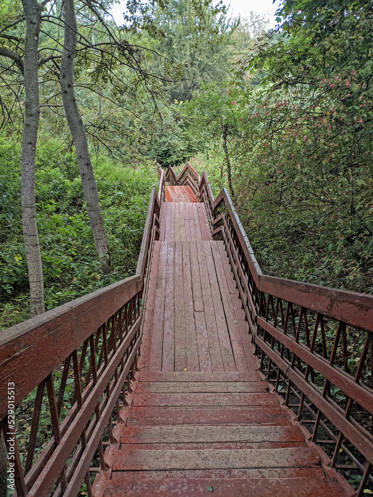 Old wooden stairway in forest, nature trail in reserve. Brown stairs among plants. Cloudy summer day. High quality photo