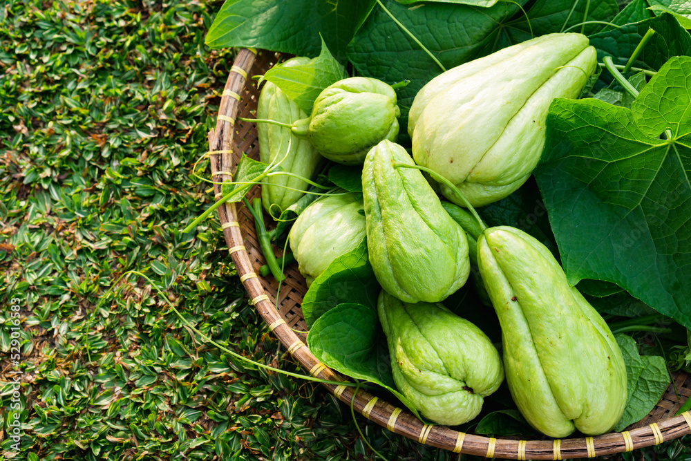 freshly picked chayote or Sechium edule with stem and leaves on basket