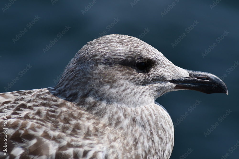 Obraz premium gabbiani