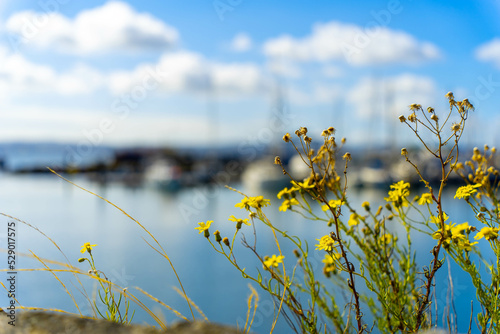 Flowers at the marina