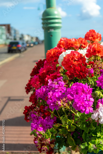Flowers in Lee-On-Solent