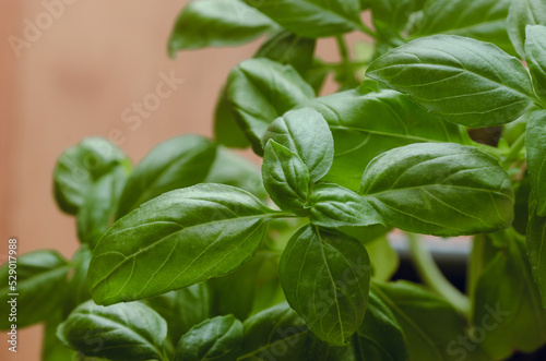 Basil plant with out-of-focus background. Copy space.