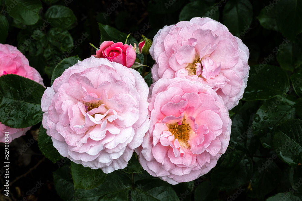 Flowers of ‘Sexy Rexy’ Rose Flowers of ‘Sexy Rexy’ Rose