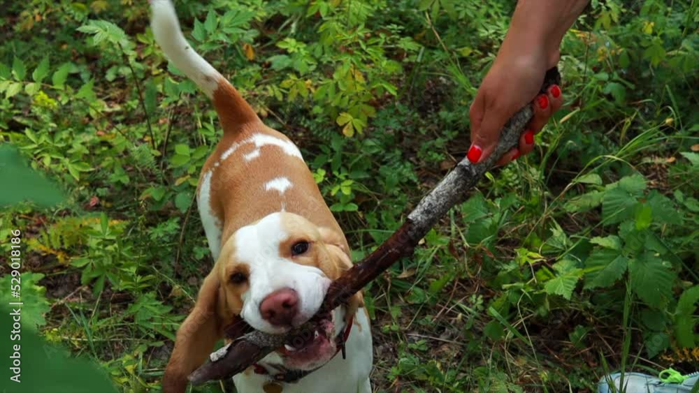 Happy beagle dog playing with wood stick in the forest with owner