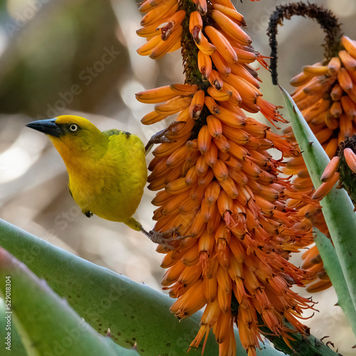 Female or non-breeding male cape weaver (Ploceus capensis) astride a cape aloe (Aloe ferrox), private garden, Uniondale, Western Cape. photo