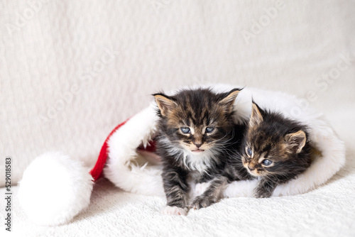 Merry Christmas and Merry New Year. Two cute fluffy maine coon kittens are lying inside Santa's hat on a light background. place for text