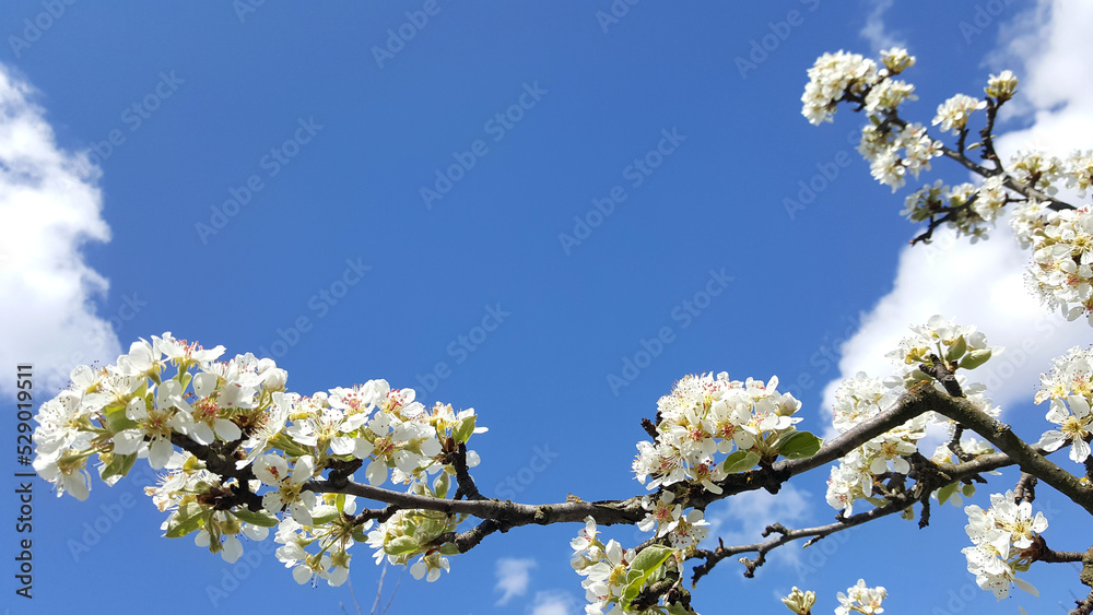 cherry blossom against sky spring tree wallpaper cherry blossom against sky spring tree wallpaper