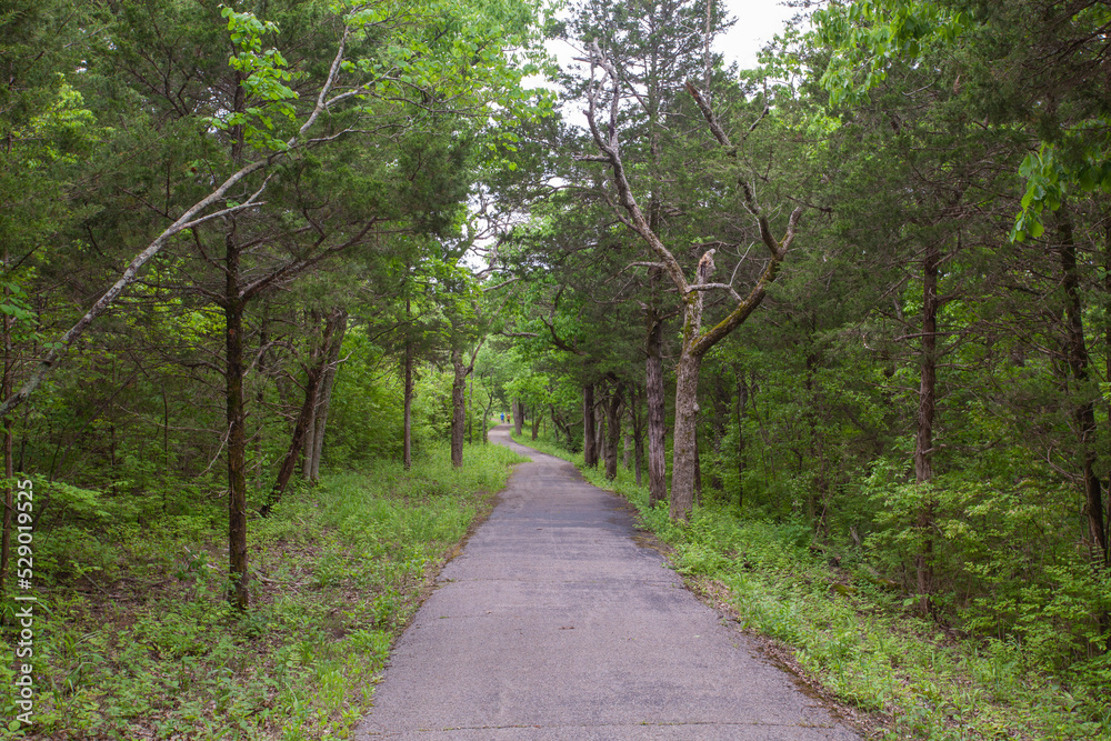 Fototapeta premium Beautiful shots of the woods in trails at Bee tree park in mo