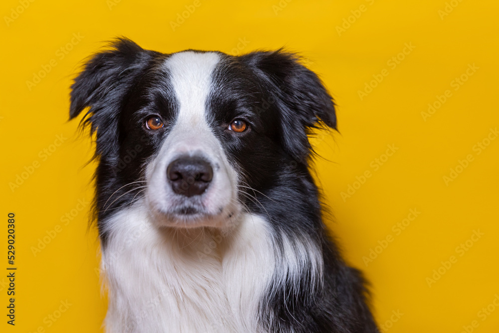 Funny portrait of cute puppy dog border collie isolated on yellow colorful background. Cute pet dog. Pet animal life concept