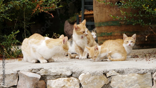 Katzen Familie © Kai