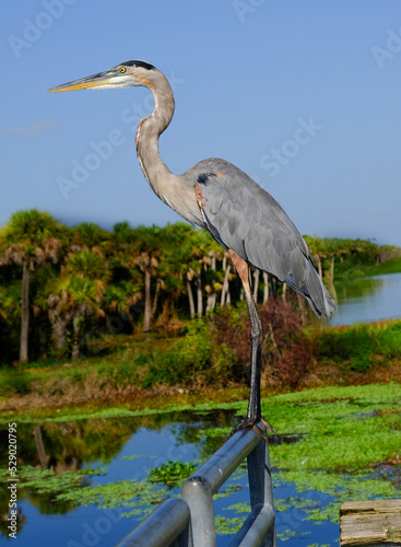 Great Blue heron standing on a handrail with a canal behind it