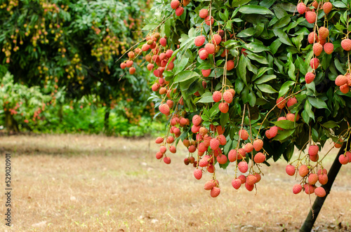 Yammi fruit Lychee from Dinajpur in Bangladesh