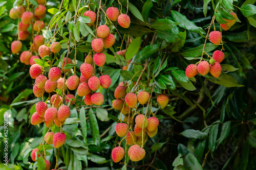 Yammi fruit Lychee from Dinajpur in Bangladesh