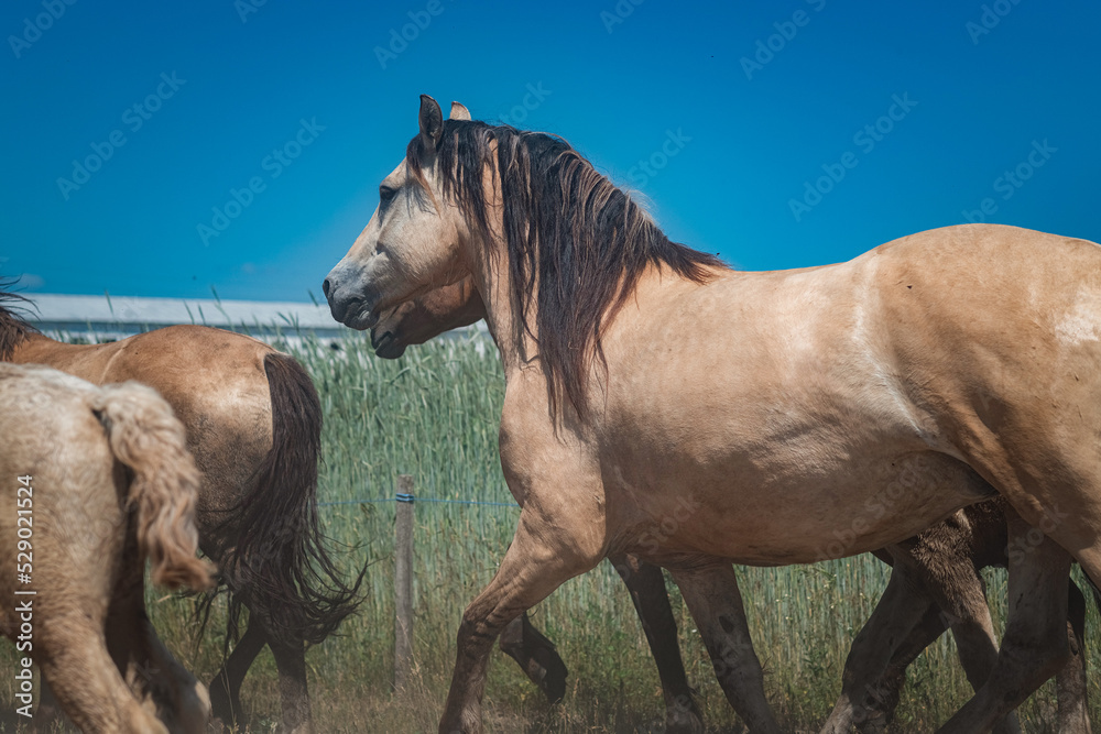 Beautiful thoroughbred horses on a farm in summer. Beautiful thoroughbred horses on a farm in summer.
