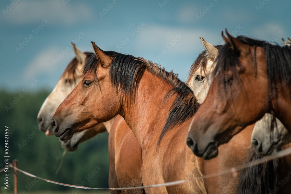 Fototapeta premium Beautiful thoroughbred horses on a farm in summer.