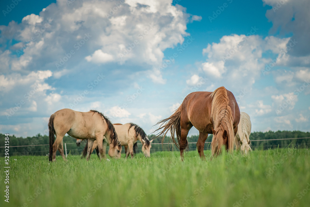 Beautiful thoroughbred horses on a farm in summer. Beautiful thoroughbred horses on a farm in summer.