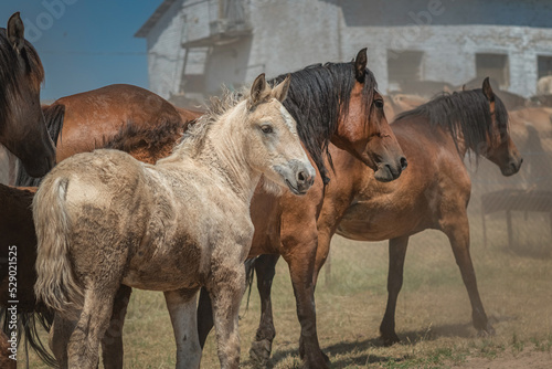 Beautiful thoroughbred horses on a farm in summer. © shymar27