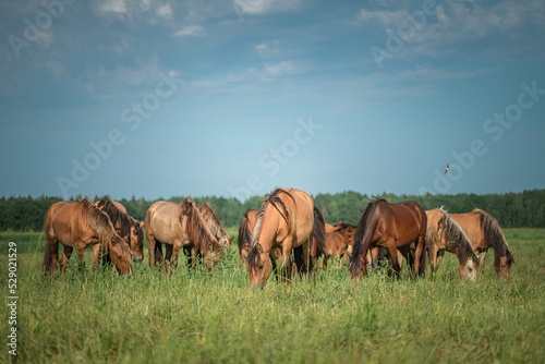 Beautiful thoroughbred horses on a farm in summer.