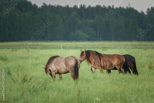 Beautiful thoroughbred horses on a farm in summer.