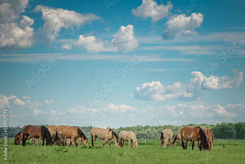 Beautiful thoroughbred horses on a farm in summer. © shymar27