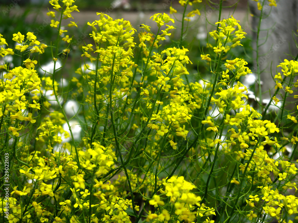 Obraz premium yellow rapeseed (Brassica napus L, surepka) blooms in summer