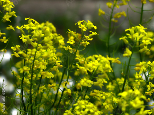 yellow rapeseed (Brassica napus L, surepka) blooms in summer