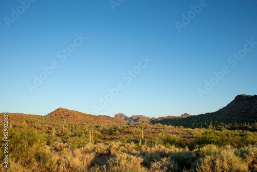 Morning over the Sonora desert in Arizona near Phoenix, Scottsdale and Cave Creek with Sonoran saguaro cacti and other cactus like cholla with hills in the background