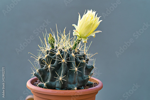 Closeup cactus Echinocactus grusonii with yellow flower on grey background. Greenery home garden. Macro photo