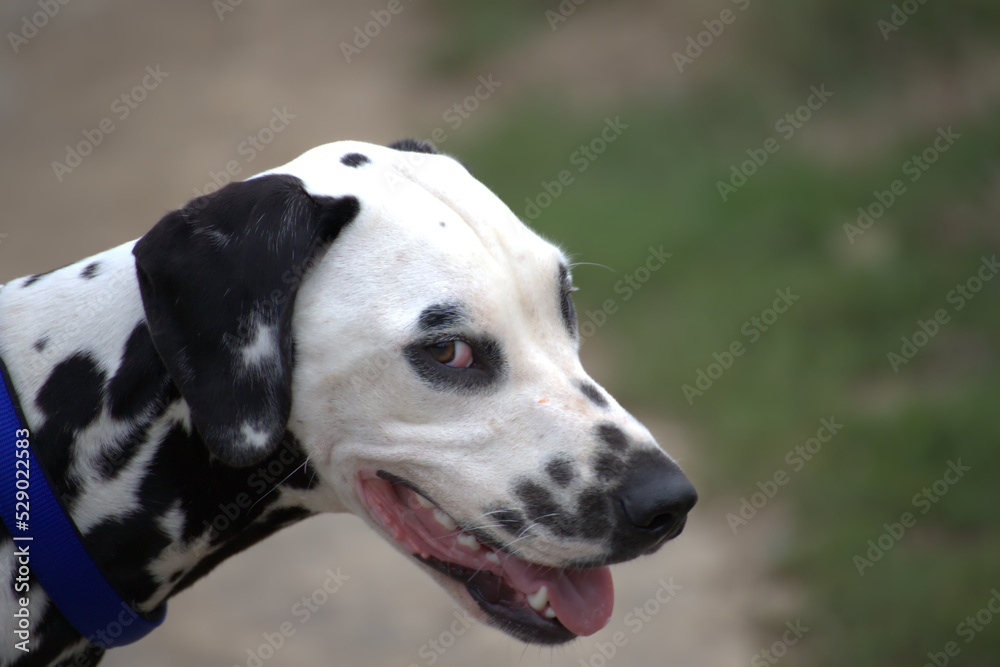 le dalmatien dans les champs du nord de la france le dalmatien dans les champs du nord de la france
