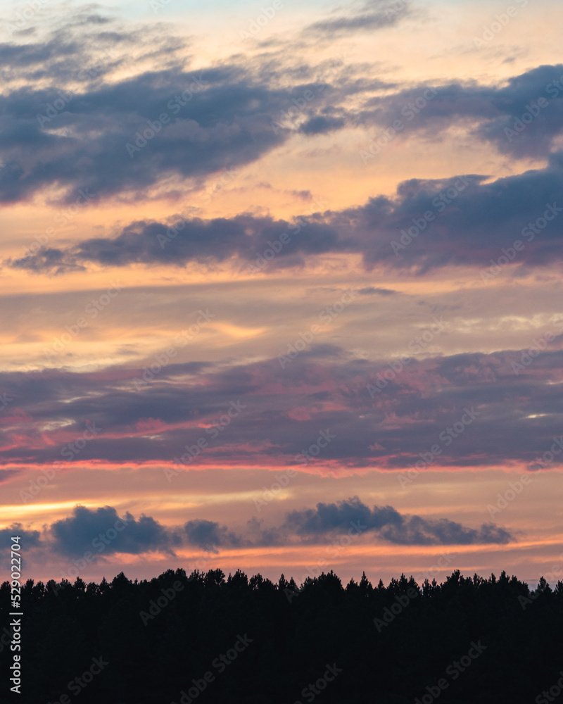 Vertical sunset over trees