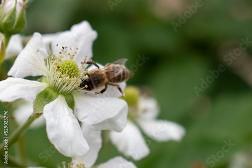 Une abeille sur une fleure de mûrier