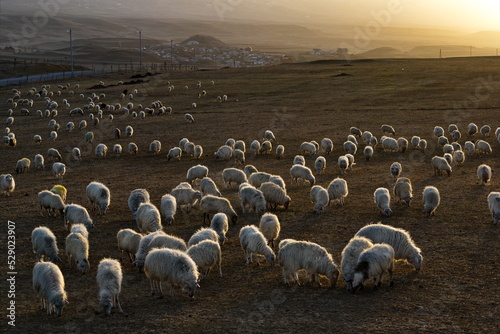 Russia. North-Eastern Caucasus. Dagestan. A flock of sheep graze peacefully on the slopes of the Caucasus mountains against the background of the last rays of the evening sun.