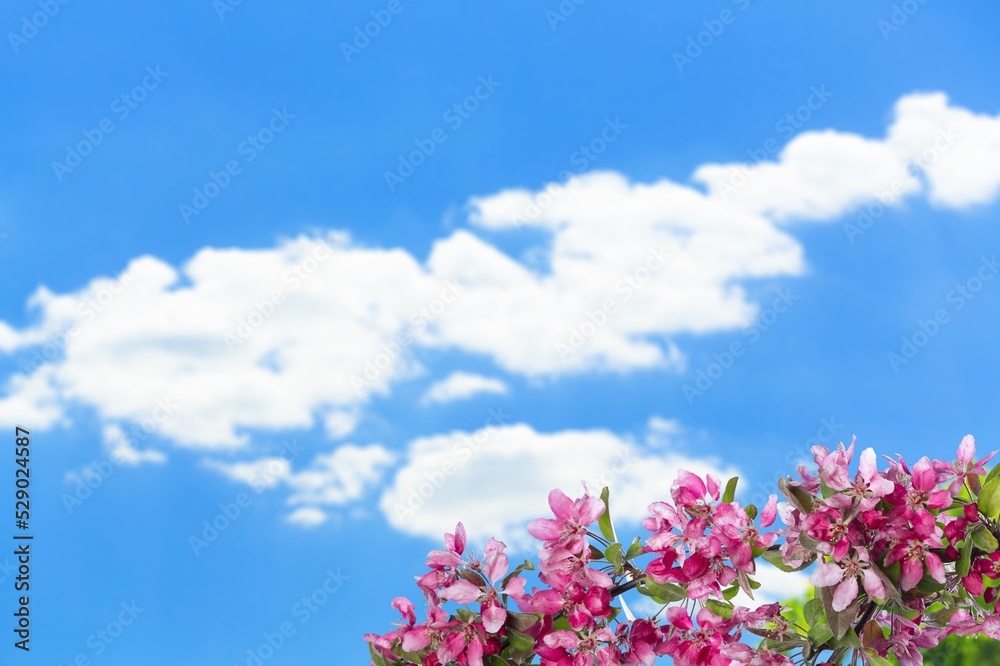natural flowers garden on nature background over blue sky