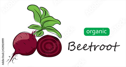 Beetroot vector illustration, background. Art illustration with lettering organic beetroot.