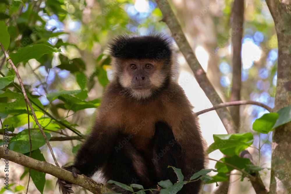 Monkey Monkey