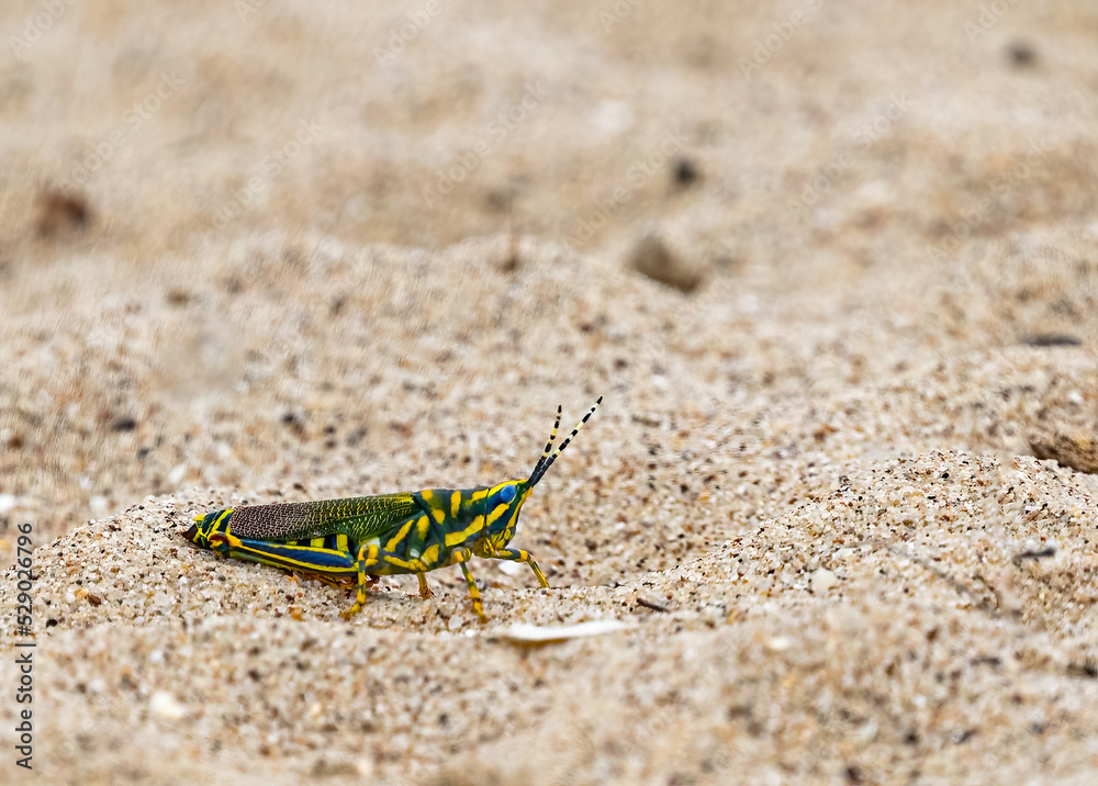 A Painted Grasshopper sitting on a ground A Painted Grasshopper sitting on a ground