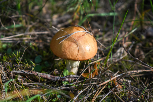 Dry blade of grass and needles on the cap of a mushroom (Suillus) growing on the forest floor