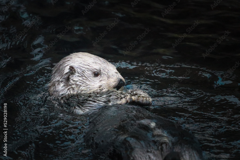 Fototapeta premium Sea otter posing in the water