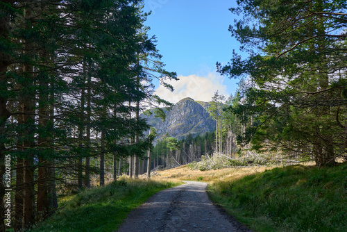 Scottish glen with mountains at the background and a road in a pine forest