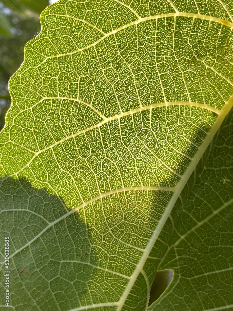 Fototapeta premium green leaf texture